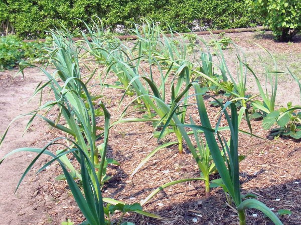 When to harvest garlic in the Moscow region: collection dates