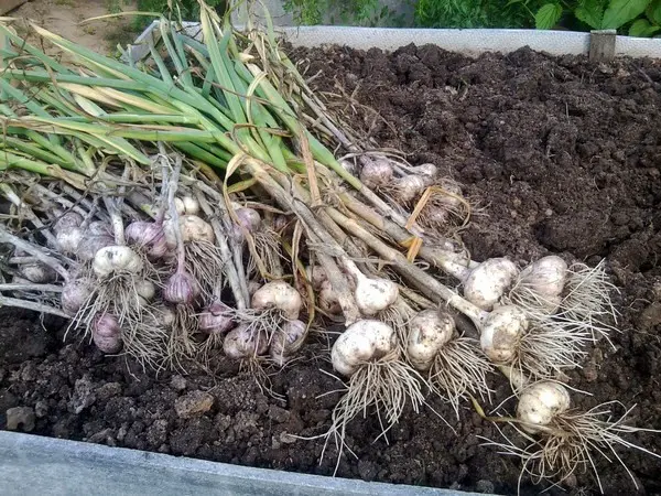 When to harvest garlic in the Moscow region: collection dates