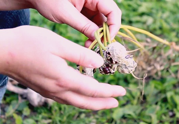 When to harvest garlic in the Moscow region: collection dates