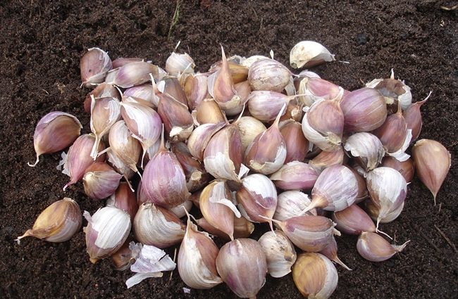 When to harvest garlic in the Moscow region: collection dates