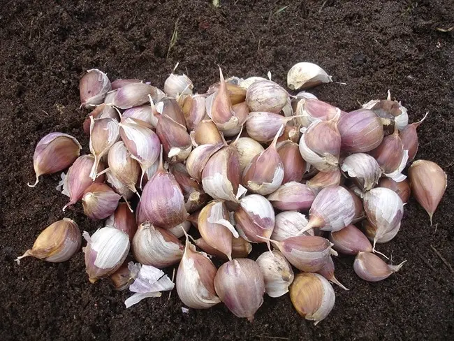 When to harvest garlic in the Moscow region: collection dates