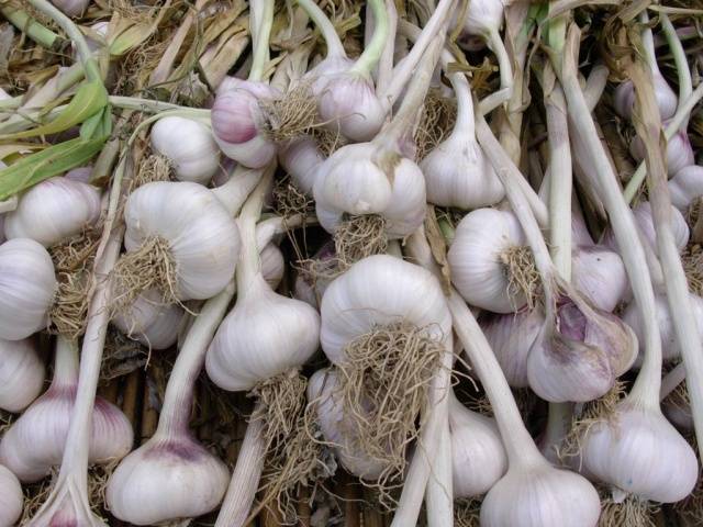 When to harvest garlic in the suburbs