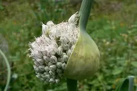 When to harvest garlic in the suburbs