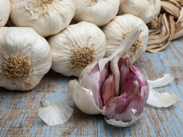 When to harvest garlic in the suburbs