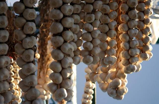 When to harvest garlic in the suburbs