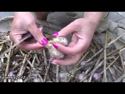 When to harvest garlic in the suburbs