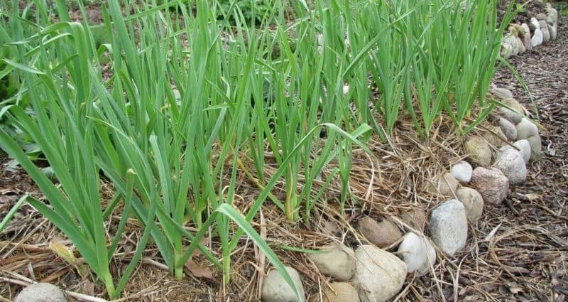 When to harvest garlic in the suburbs