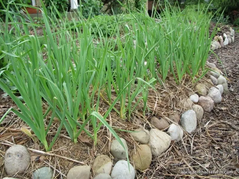 When to harvest garlic in the suburbs