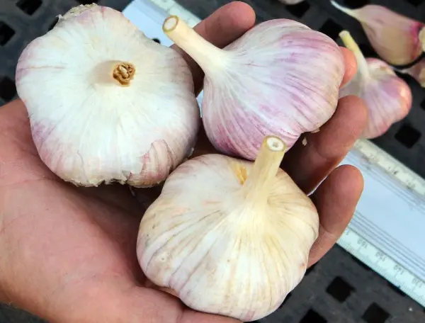 When to harvest garlic in the Urals, how to determine maturity