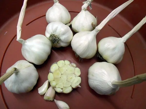 When to harvest garlic in the Urals, how to determine maturity