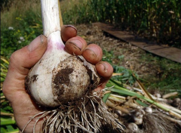 When to harvest garlic in the Urals, how to determine maturity