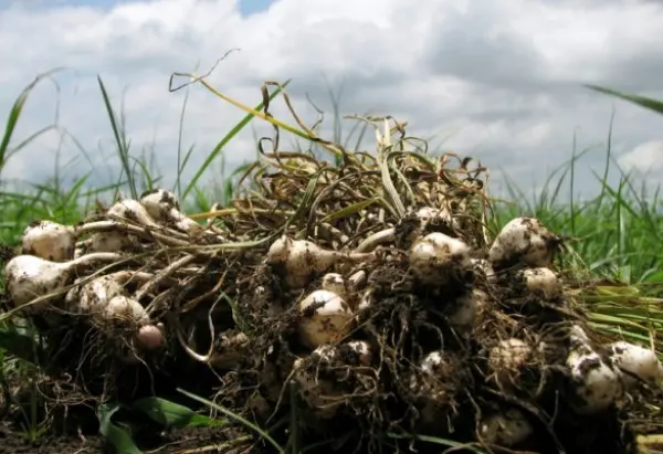 When to harvest garlic in the Urals, how to determine maturity