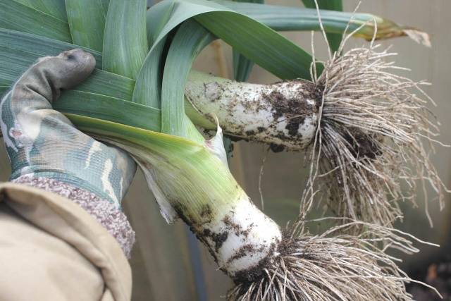 When to Harvest Leek