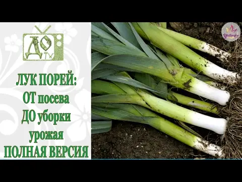 When to Harvest Leek