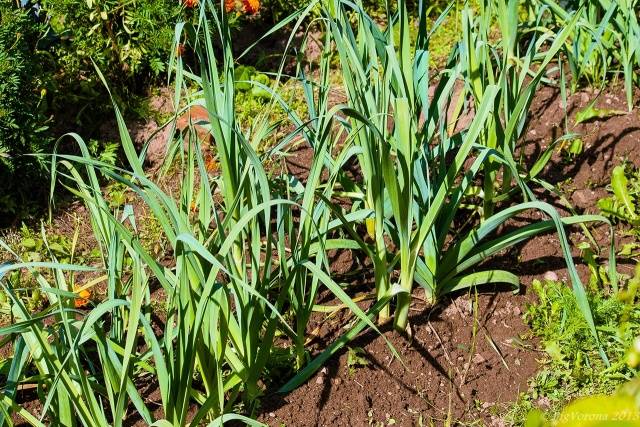 When to Harvest Leek