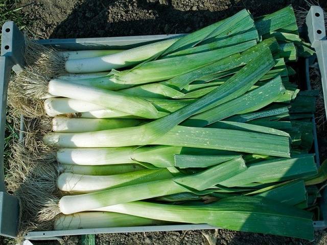 When to Harvest Leek