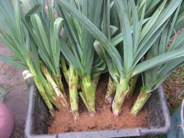 When to Harvest Leek