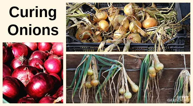 When to Harvest Onions and How to Store: Tips and Tricks