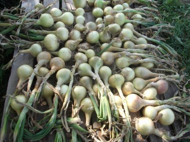 When to harvest onions planted before winter 