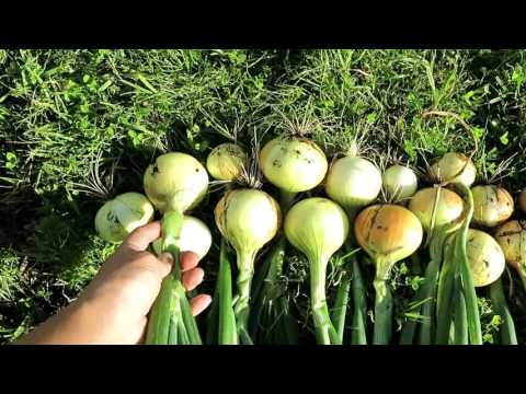 When to harvest onions planted before winter 