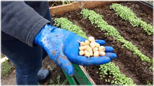 When to harvest onions planted before winter 