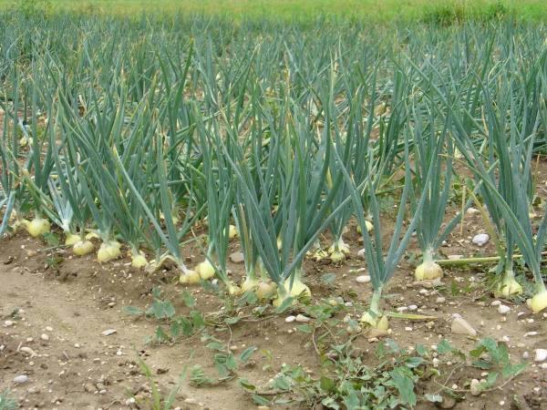 When to harvest onions planted before winter 