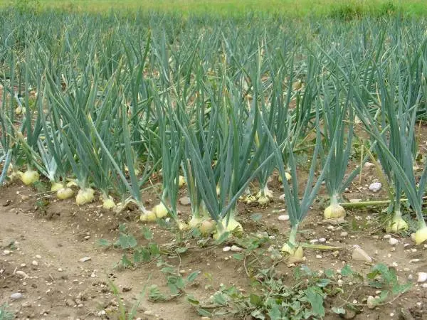 When to harvest onions planted before winter 