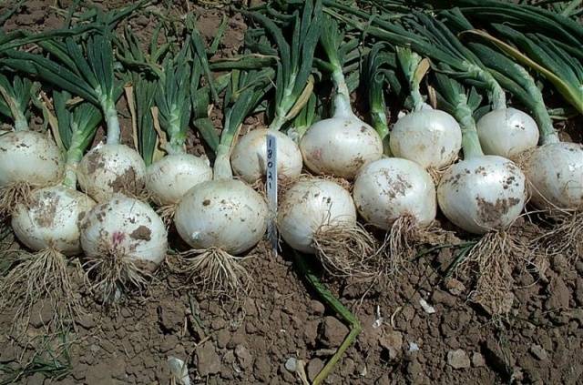 When to harvest onions planted before winter 