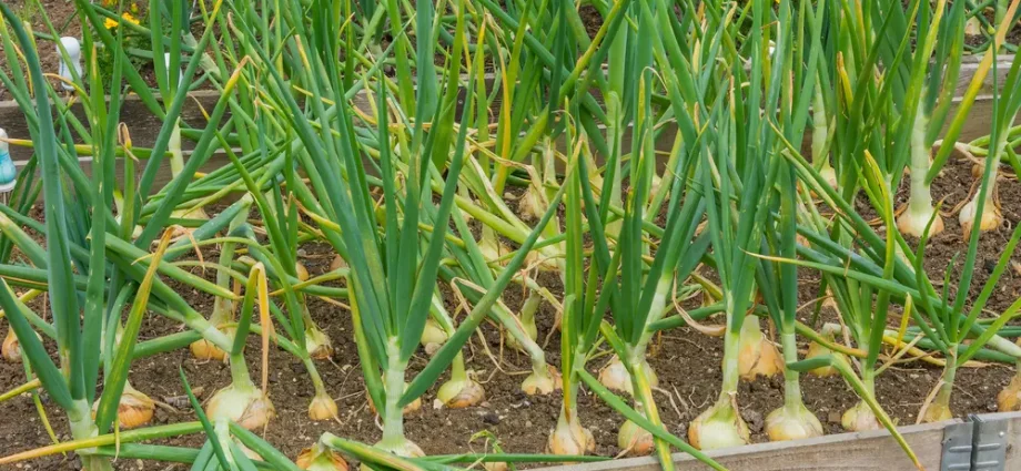 When to harvest onions planted before winter 