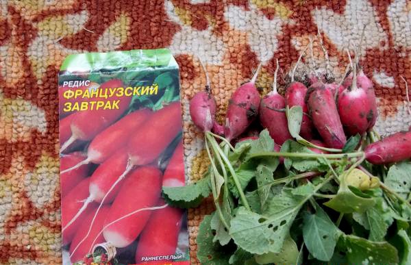 When to Harvest Radish Seeds: A Complete Guide