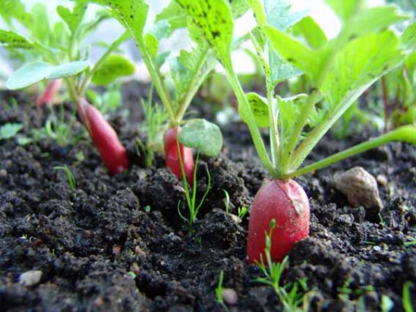 When to Harvest Radish Seeds: A Complete Guide