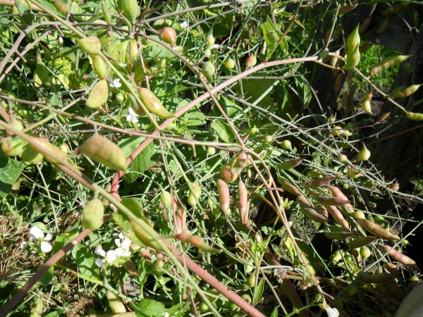 When to Harvest Radish Seeds: A Complete Guide