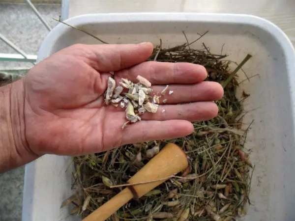 When to Harvest Radish Seeds: A Complete Guide