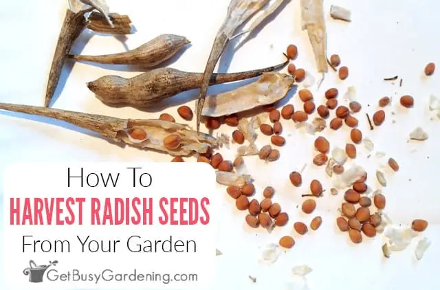 When to Harvest Radish Seeds: A Complete Guide