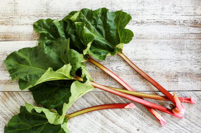 When to Harvest Rhubarb for Food and Medicinal Purposes