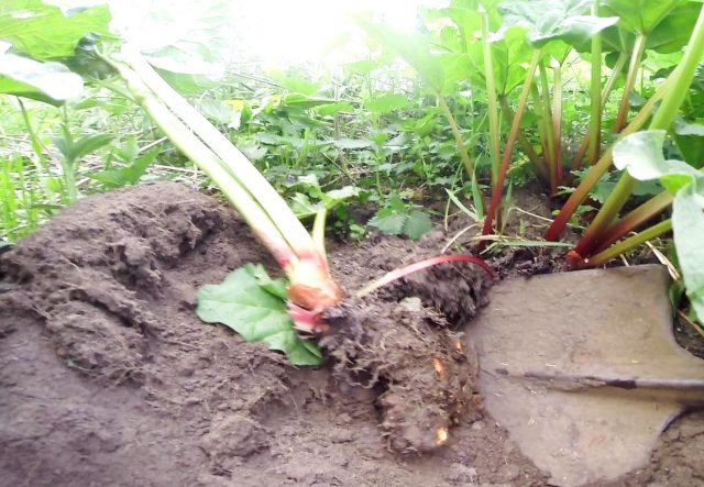 When to Harvest Rhubarb for Food and Medicinal Purposes