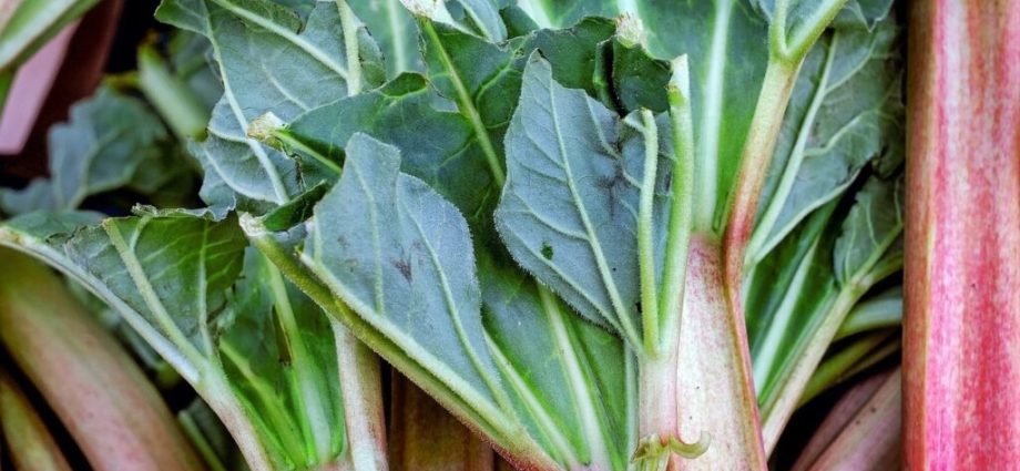 When to Harvest Rhubarb for Food and Medicinal Purposes