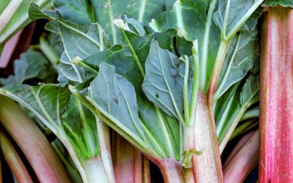 When to Harvest Rhubarb for Food and Medicinal Purposes