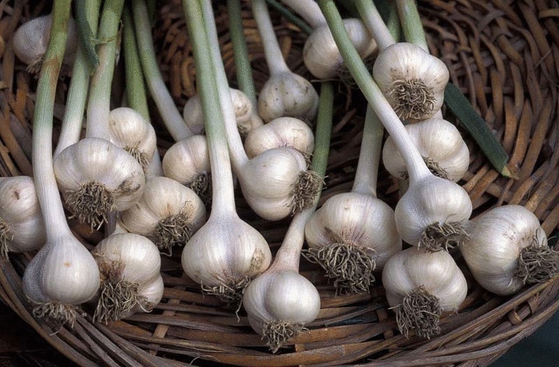 When to harvest winter garlic and how to store it properly