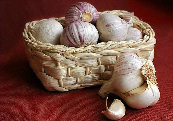 When to harvest winter garlic and how to store it properly