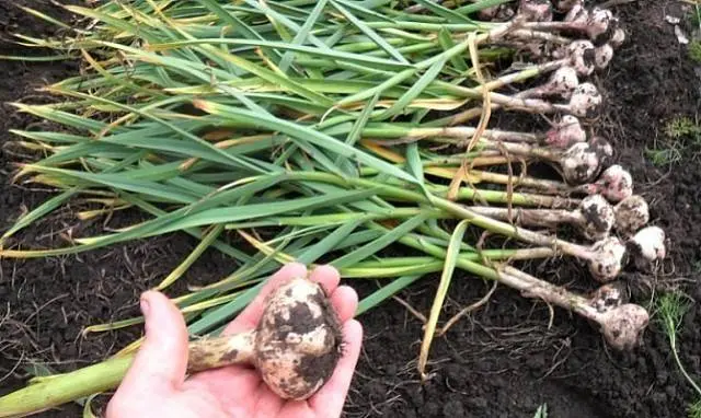 When to harvest winter garlic in Siberia