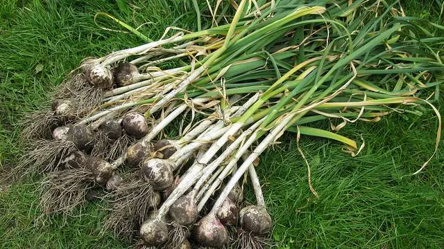 When to harvest winter garlic in Siberia