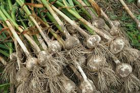 When to harvest winter garlic in Siberia