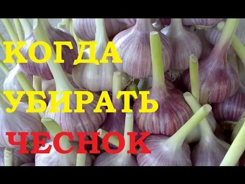 When to harvest winter garlic in Siberia