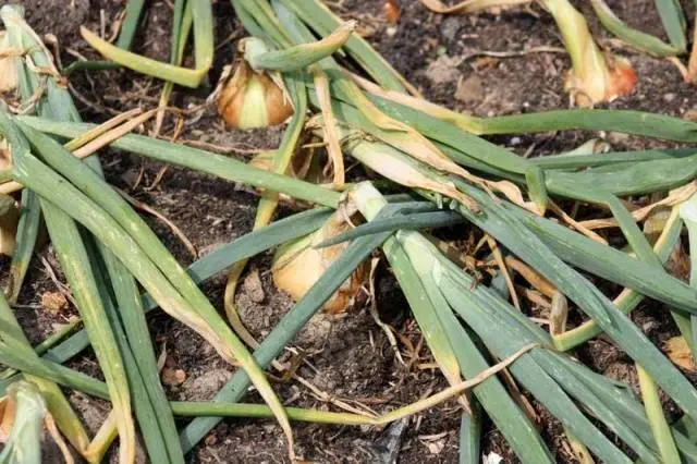 When to harvest winter onions in the Moscow region 