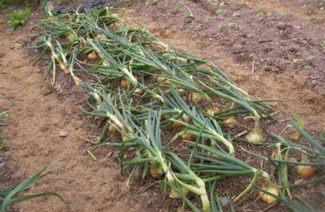 When to harvest winter onions in the Moscow region 