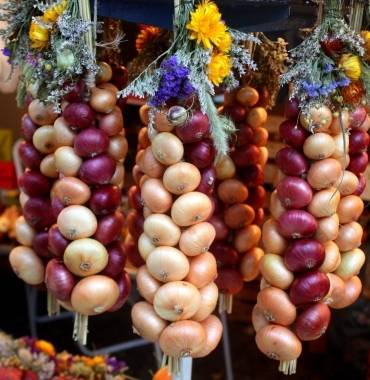 When to harvest winter onions in the Moscow region 