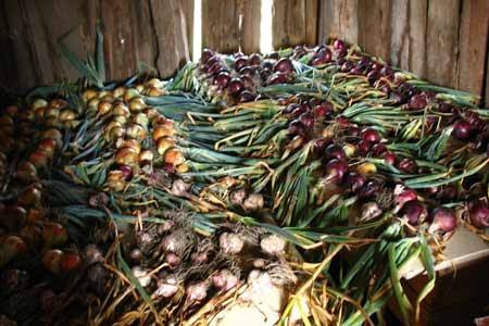 When to harvest winter onions in the Moscow region 