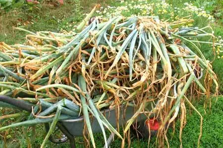 When to harvest winter onions in the Moscow region 