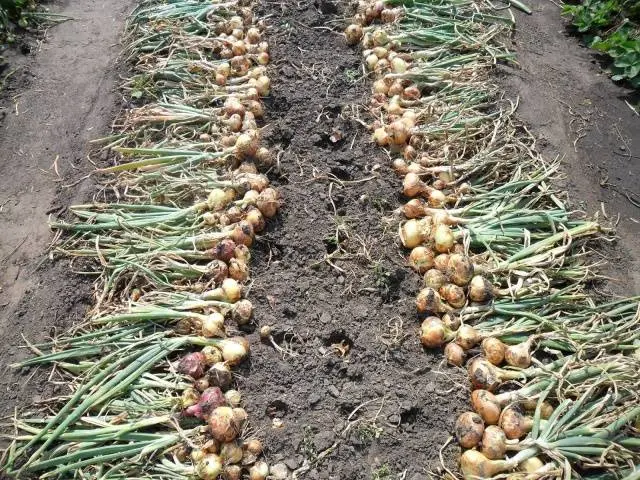 When to harvest winter onions in the Moscow region 